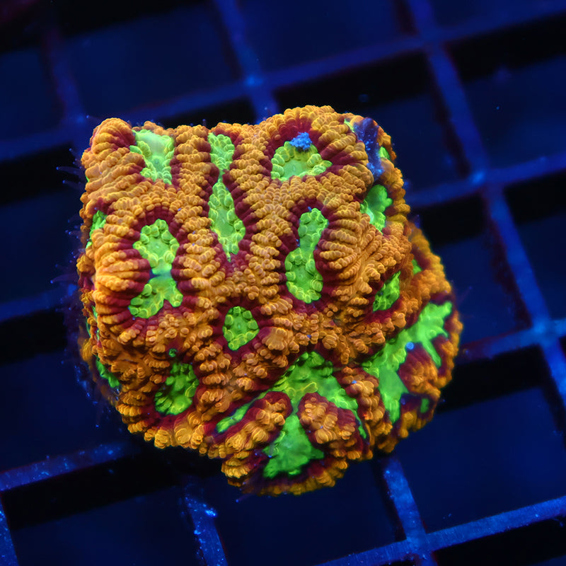 TCK Burning Rim Favia