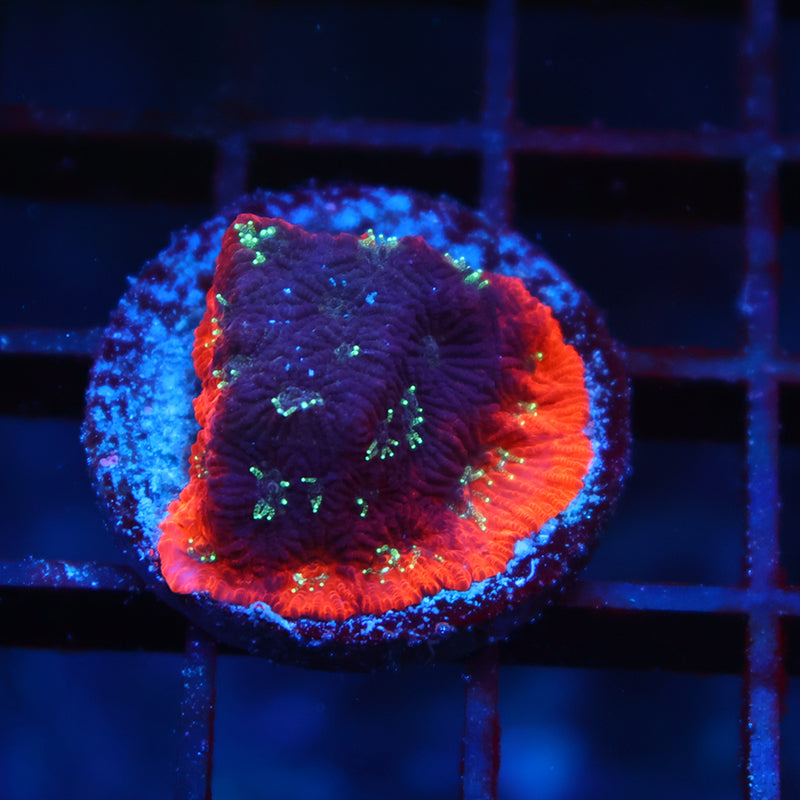 TCK Burning Favites