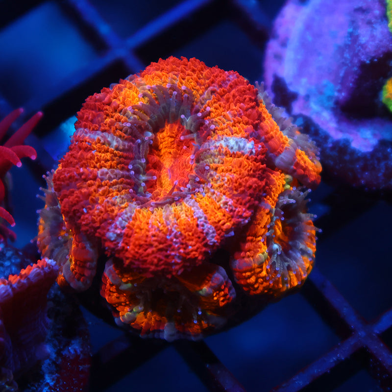 TCK Rainbowbrite Acans