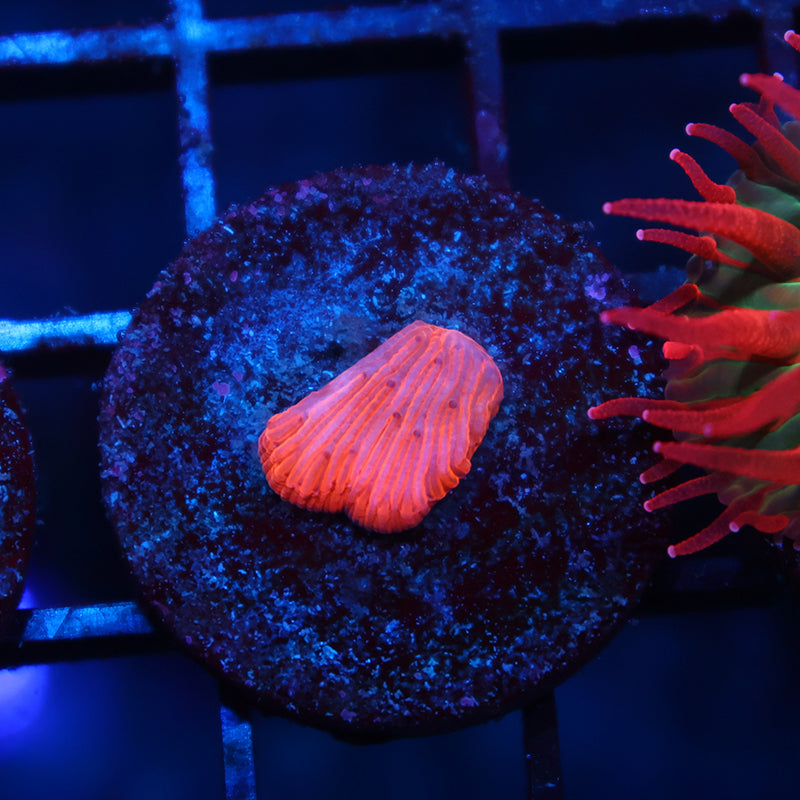 Tiny TCK Fire Diaseris