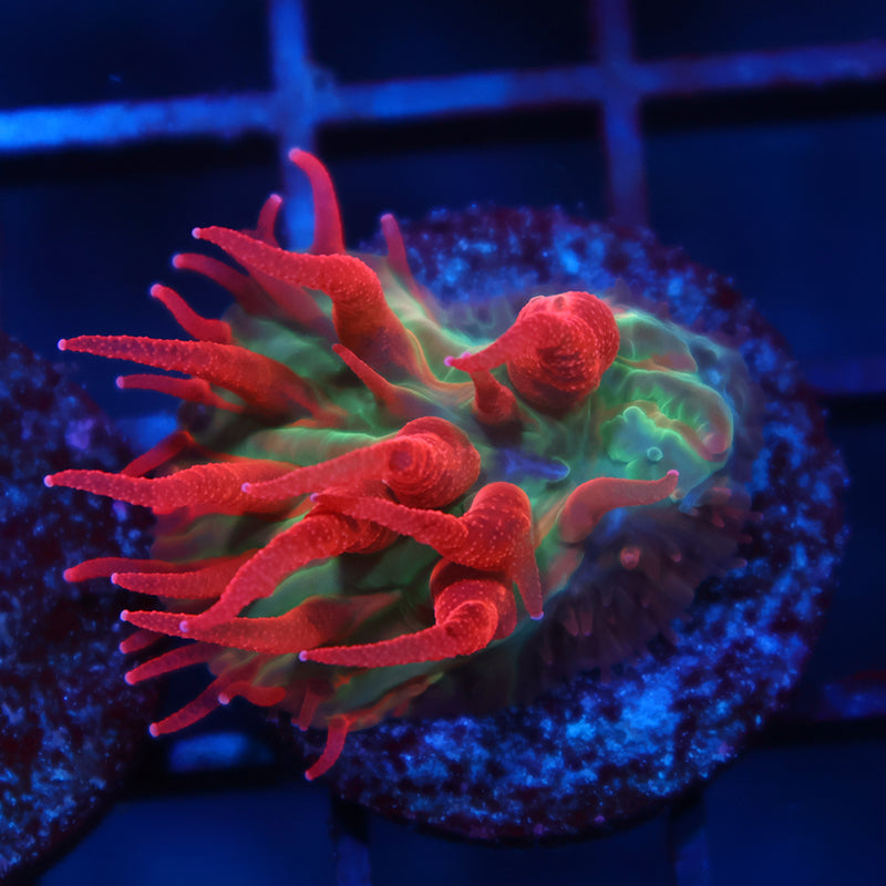 Crazy BSA Diaseris