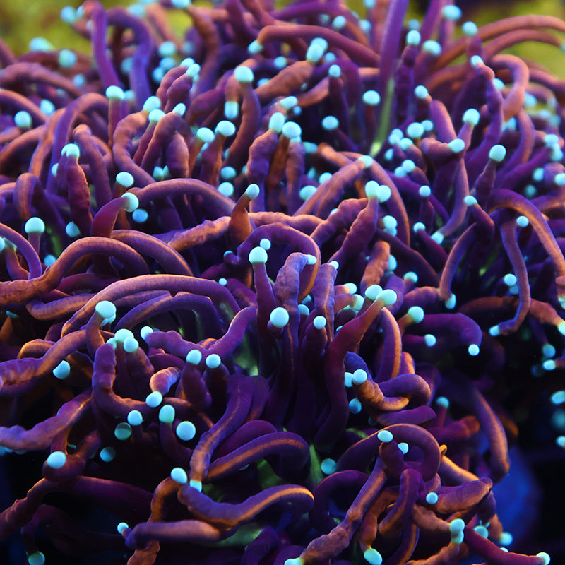 Lg TCK White Tips Indo Gold Torch