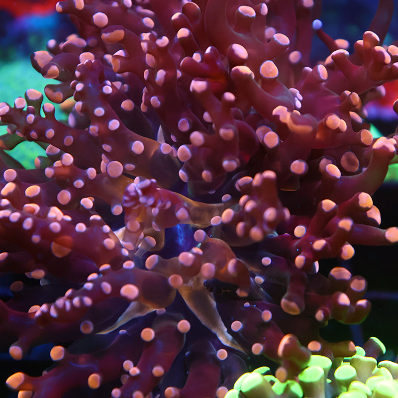 TCK Branching Gold Frogspawn