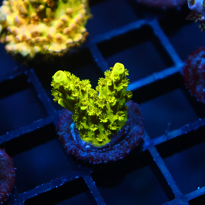Bennett Yellow Tort