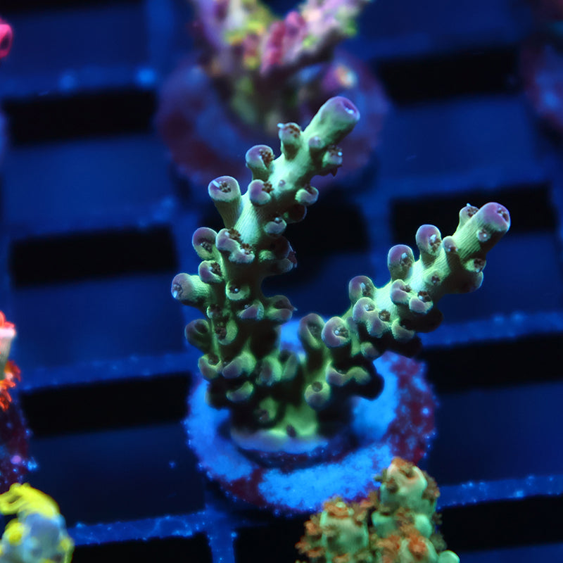 TCK Singapore Purple Tip