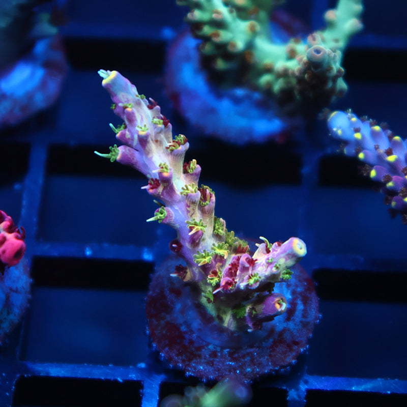 TCK Grafted Kaleidoscope