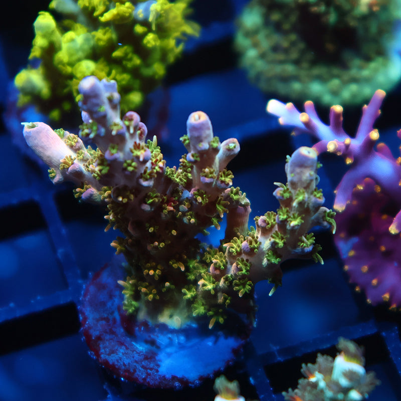 TCK Grafted Kaleidoscope