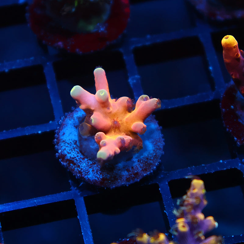 TCK Atomic Echinata