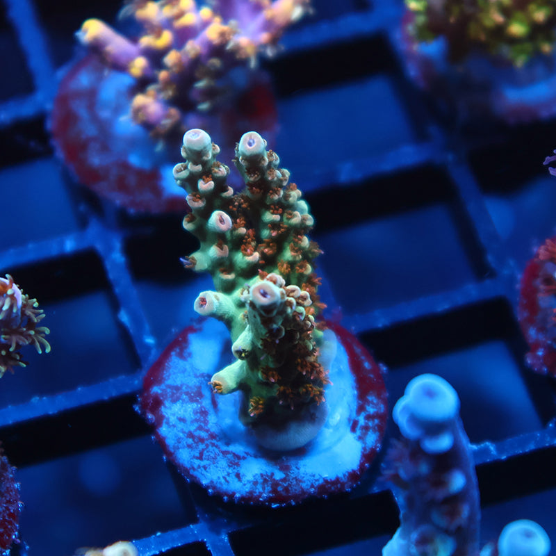 TCK Pink Polyp Shortcake