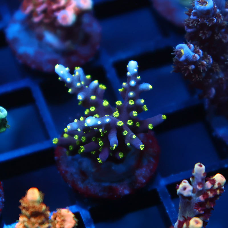 ARC Black Dragon