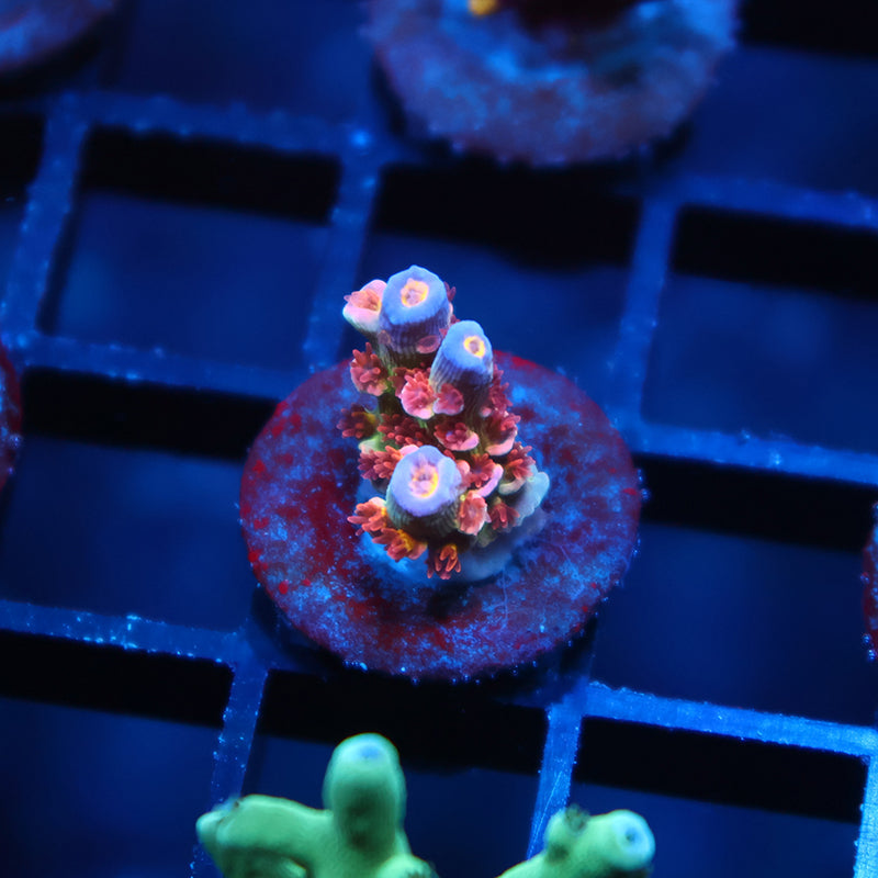 Tiny TGC Acrolandia