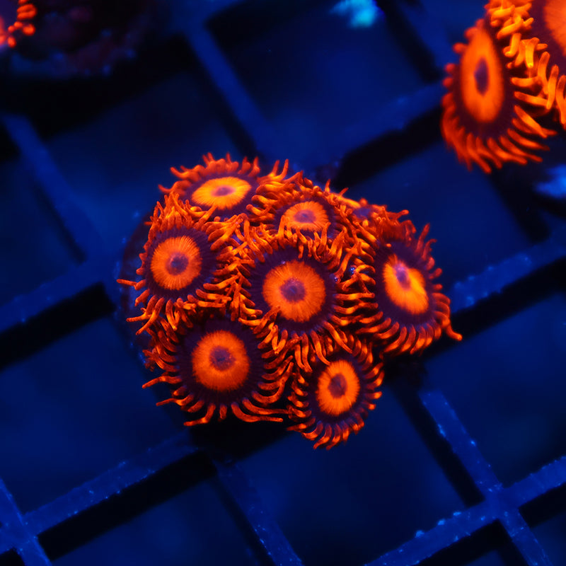 Oxides