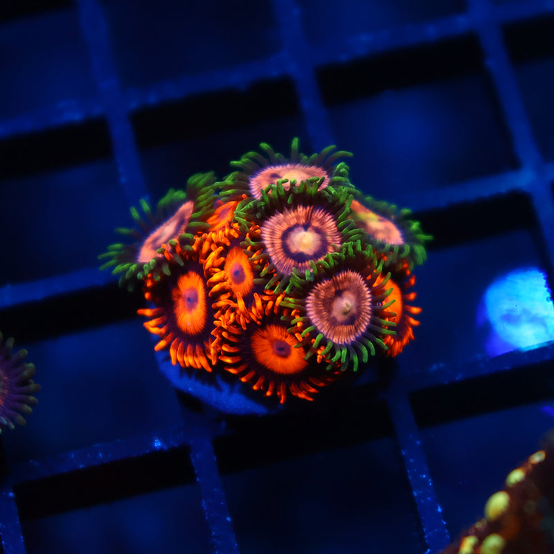 Pink Lemonade/Oxide Combo