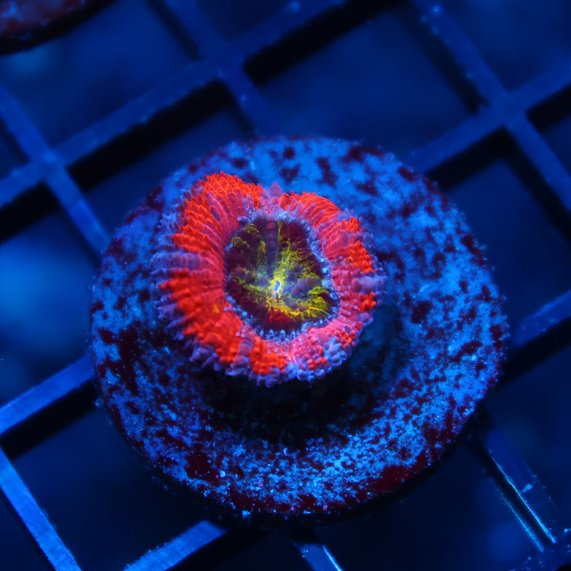 Neptune's Crown Acan