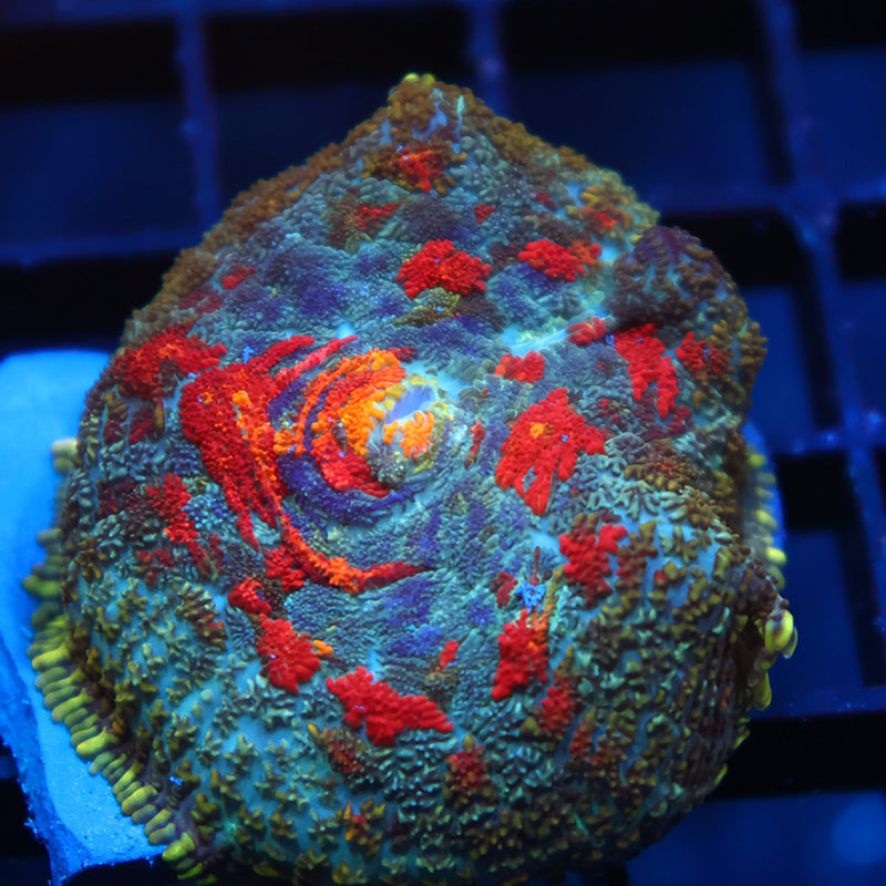 TCK Rainbow Rhodactis