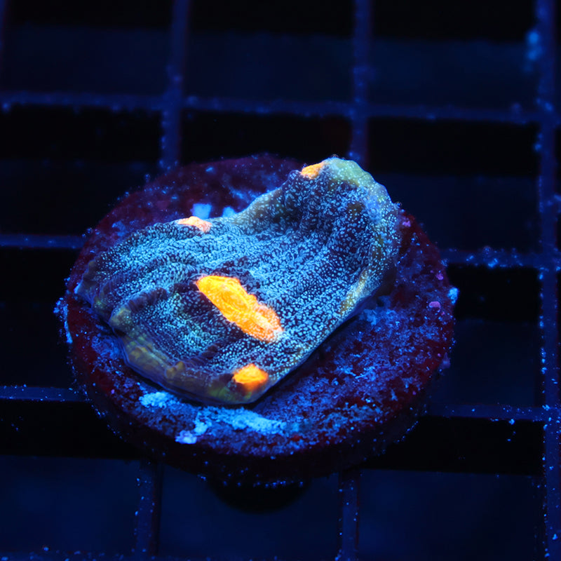 TCK Halloween Mycedium