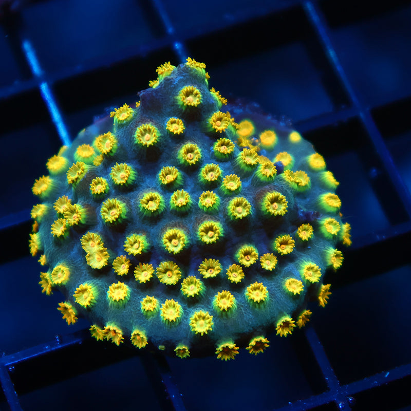 Zoolander Cyphastrea