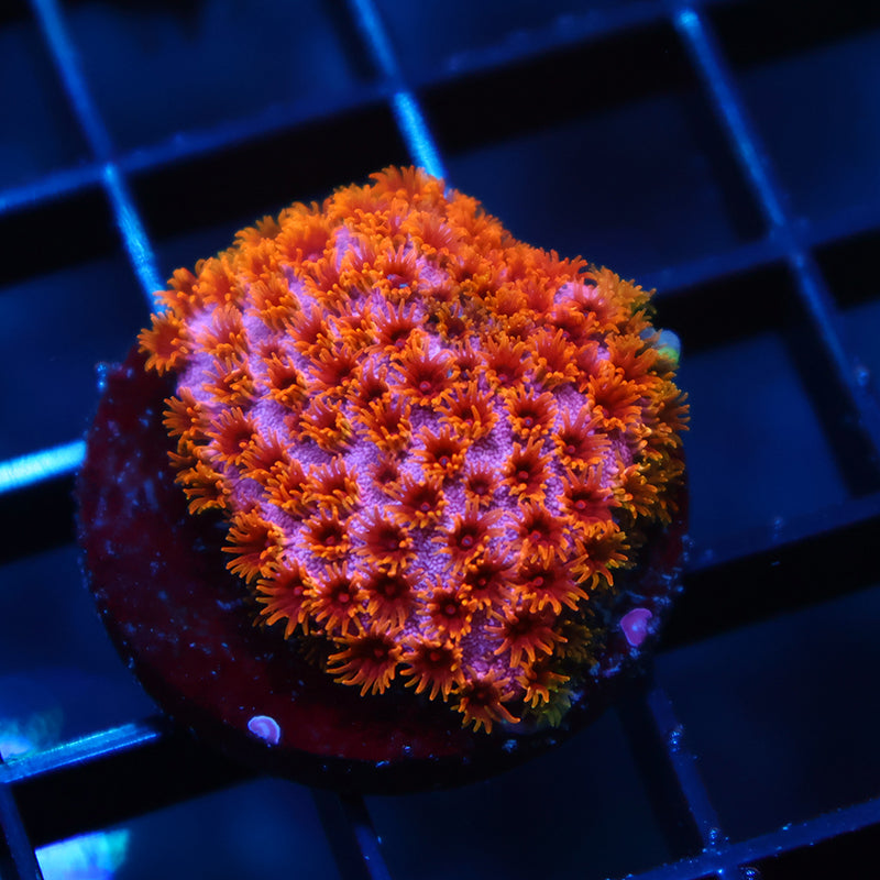 Skittles Bomb Cyphastrea