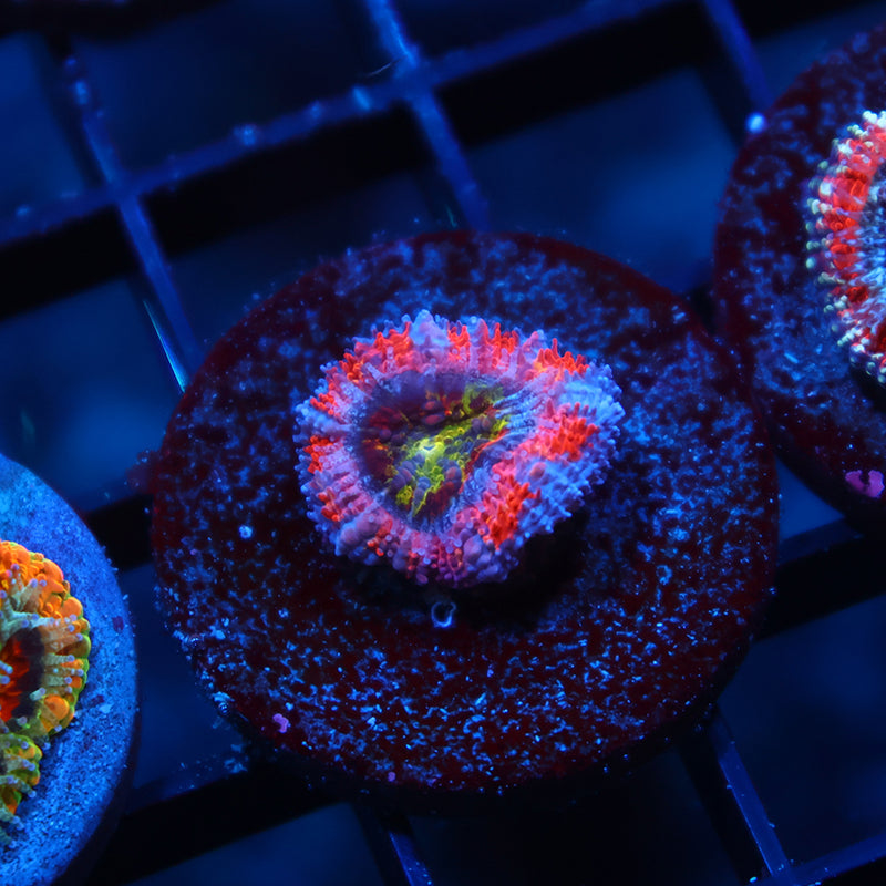 TCK Neptune Crown Acan