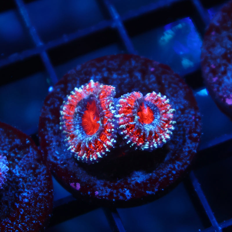 TCK Glitter Acan