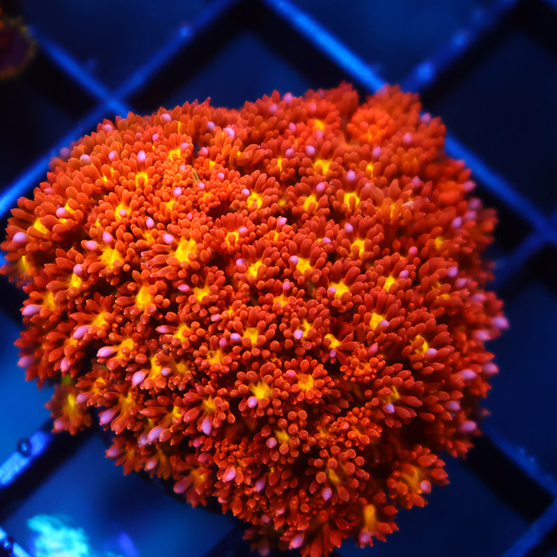 Lg TCK Oddball Bernardpora Goni