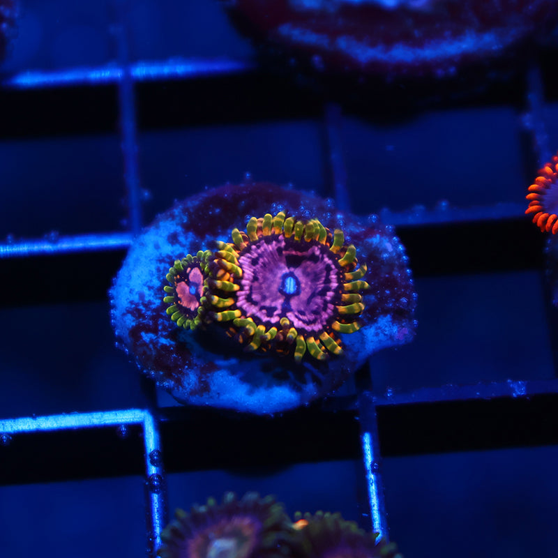 WWC Purple Monsters