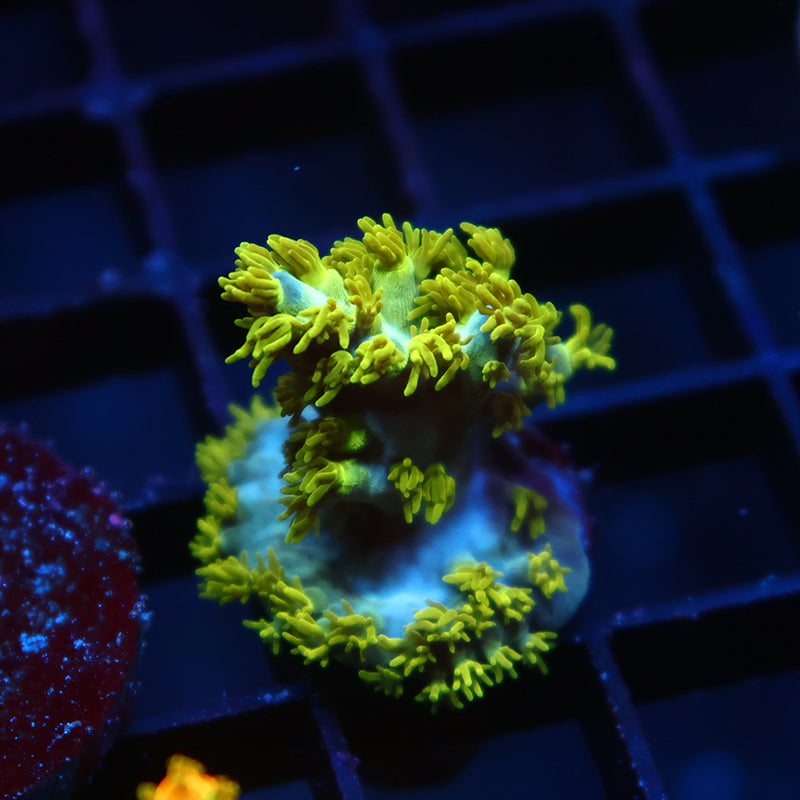 RRC Marvin The Martian