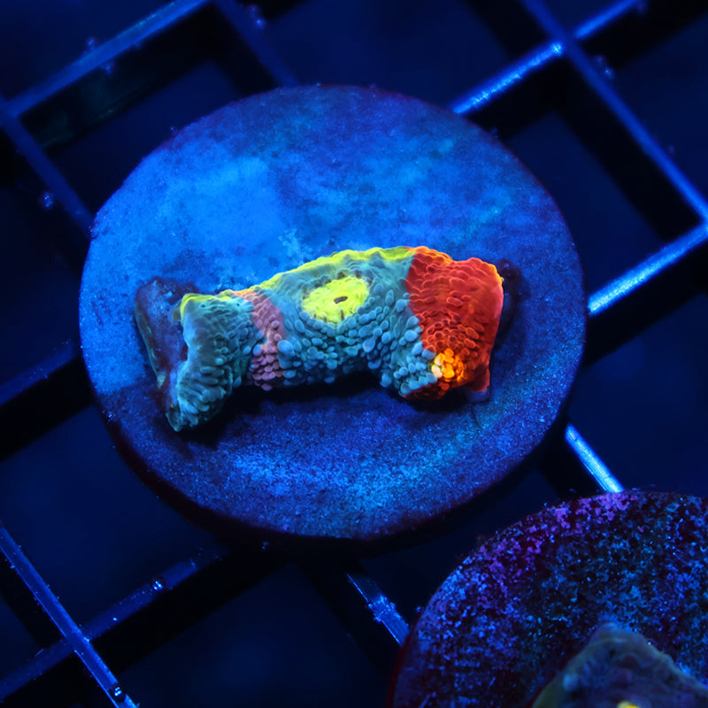 TCK Triple Color Rainbow Flamethrower Chalice