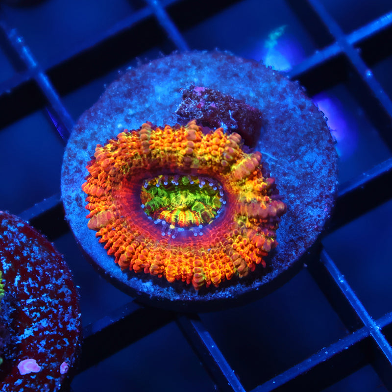 Insane BSA Rainbow Acan