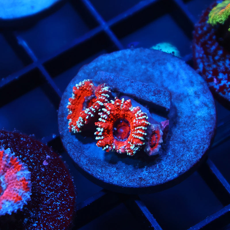 TCK Glitter Acan
