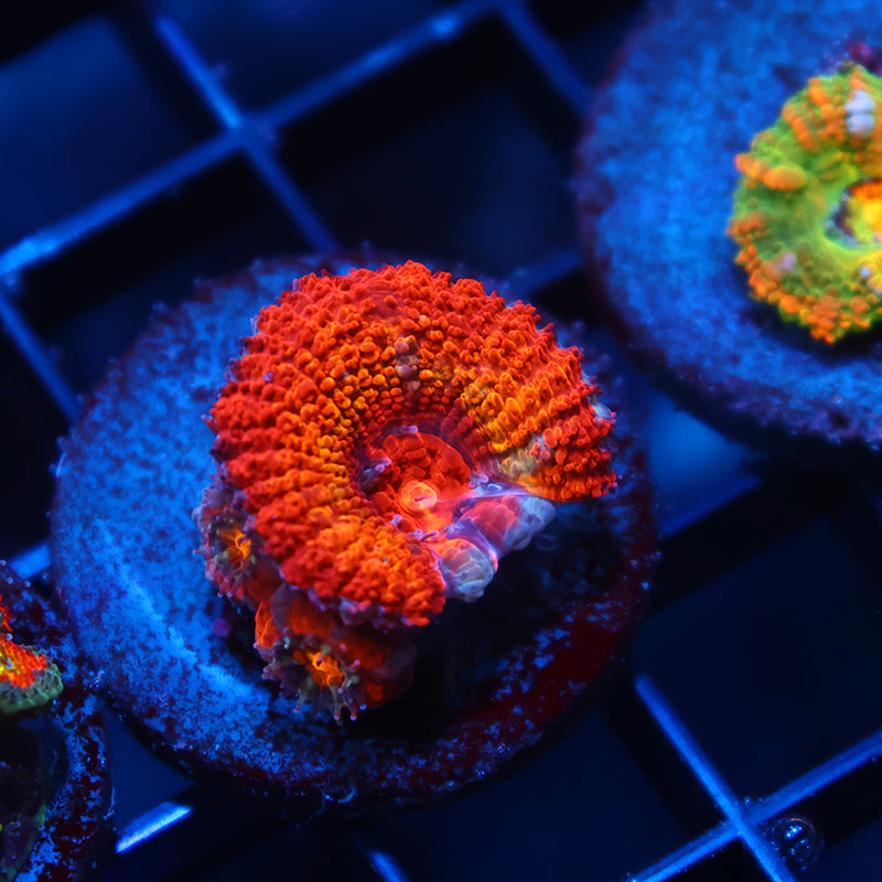 TCK Rainbowbrite Acan