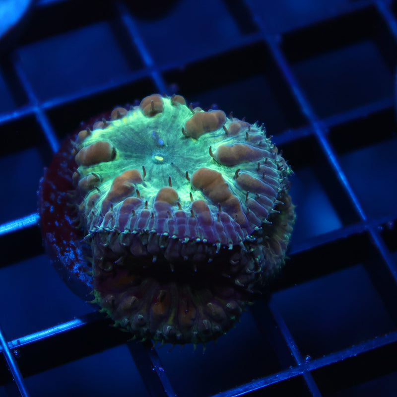 TCK Green Blasto