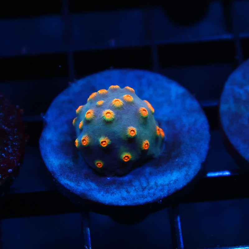 TCK Rainbow Comet Cyphastrea