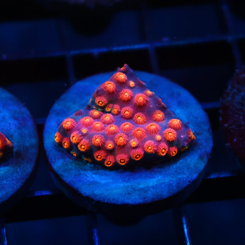 TCK Rainbow Abstract Cyphastrea