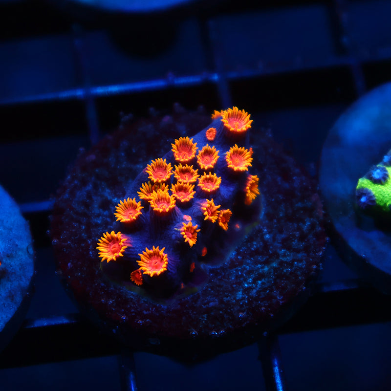 WWC Bizarro Cyphastrea