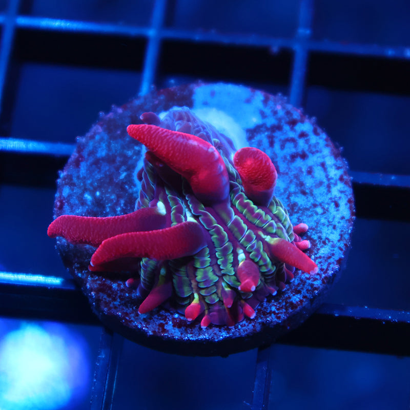 TCK Crazy Red Plate