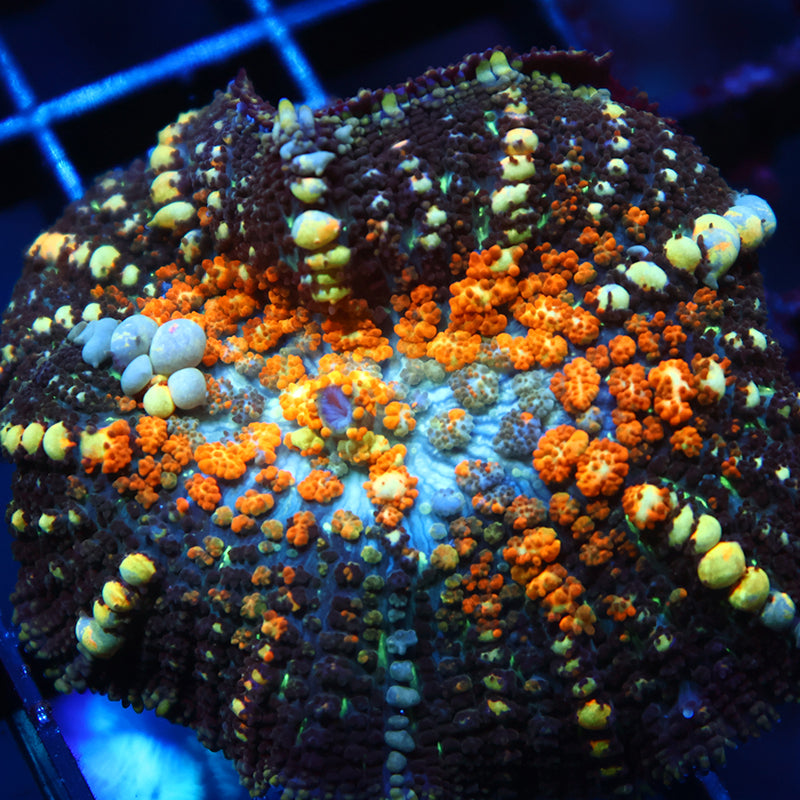 Juice TCK Powerball Bounce