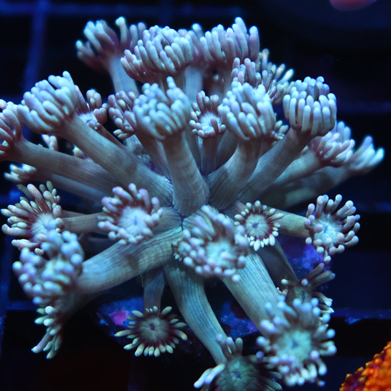 TCK Teal Gumballs Goni