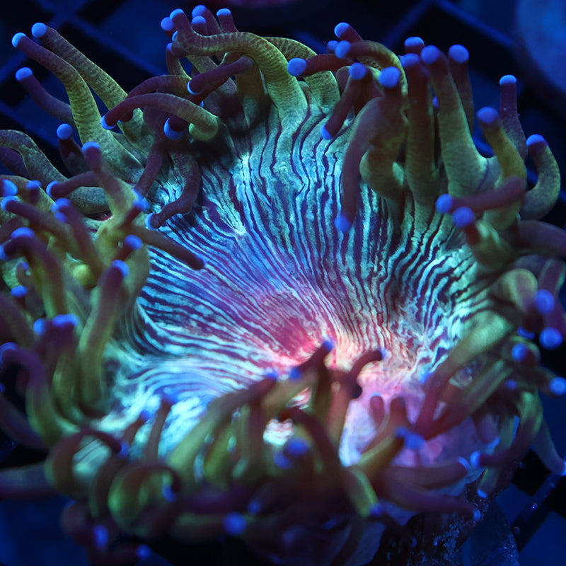 TCK Aquacultured Red Center Elegance