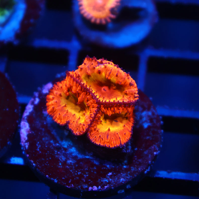 WWC Rainbow Blastos