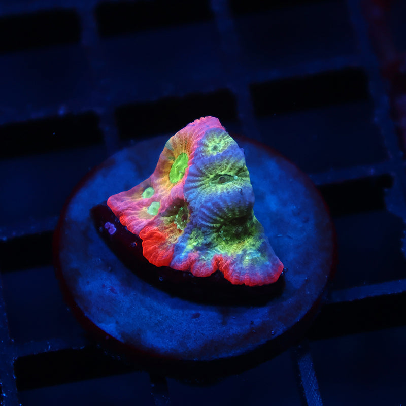 JF Dayglo Favia