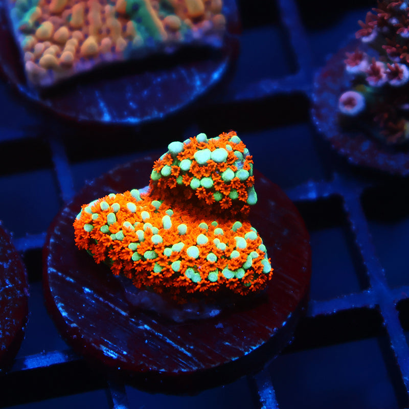 JF Aquaman Monti
