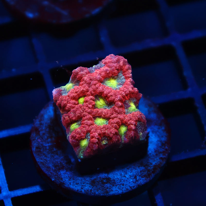 WWC Blood Diamond Favia