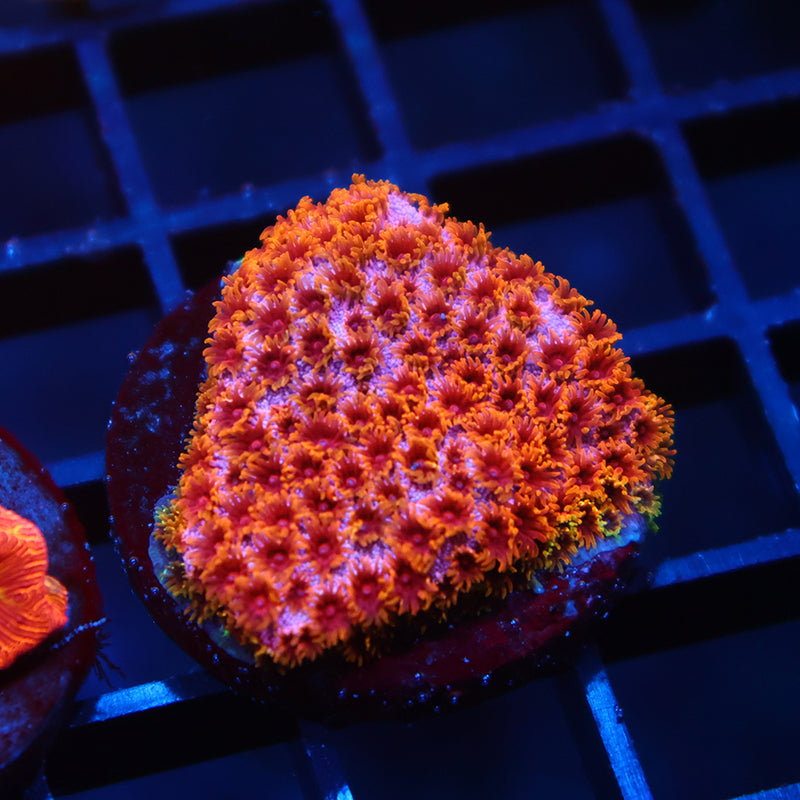 Skittles Bomb Cyphastrea