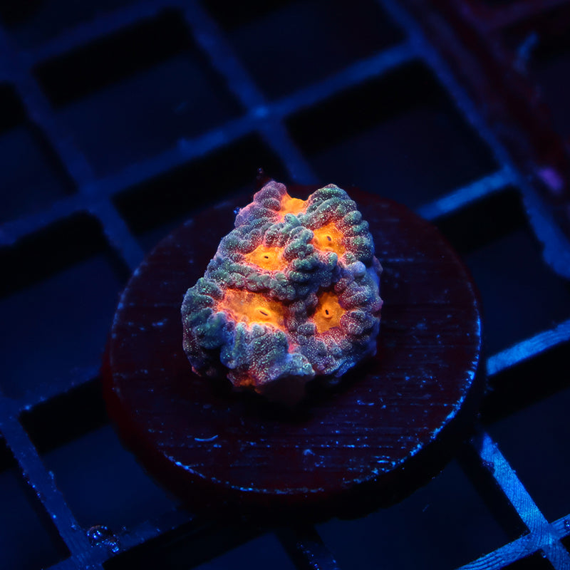 TCK Insane Sparkly Favia
