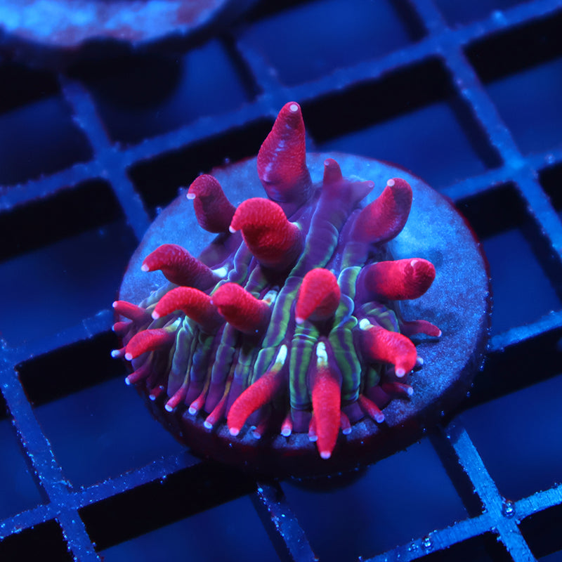TCK Crazy Red Plate