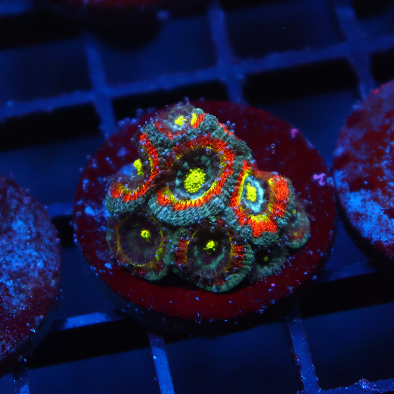TCK HG Micromussa