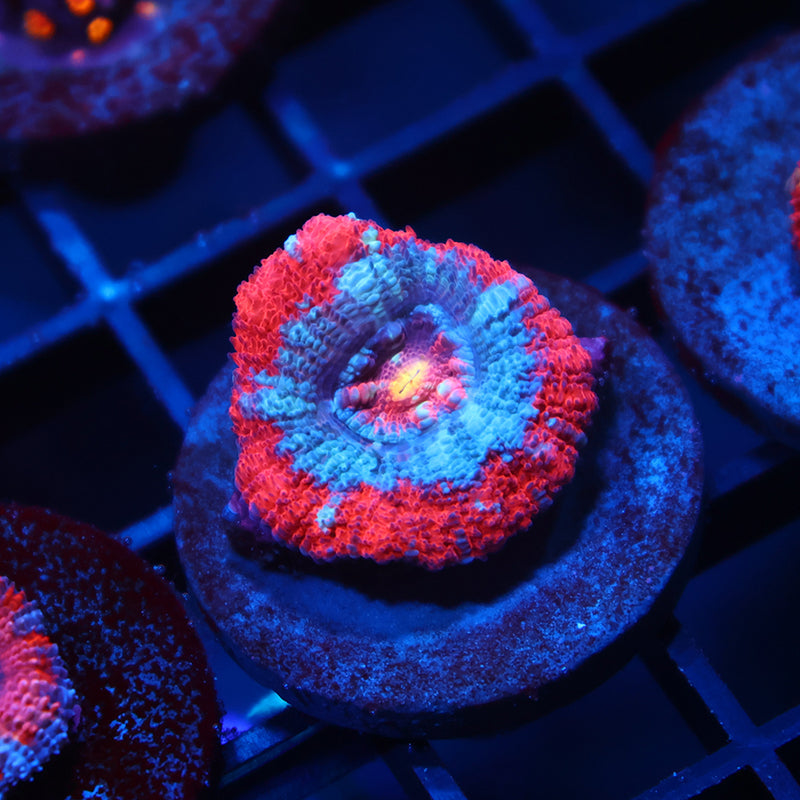 TCK Rainbow Center Asia Lord