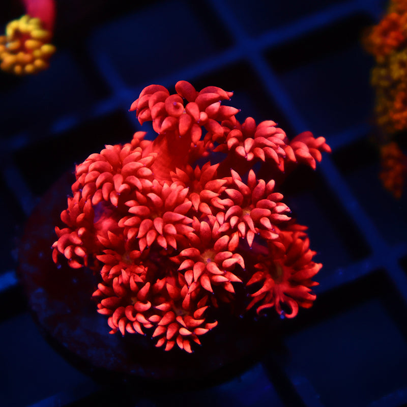 TCK Red Goni