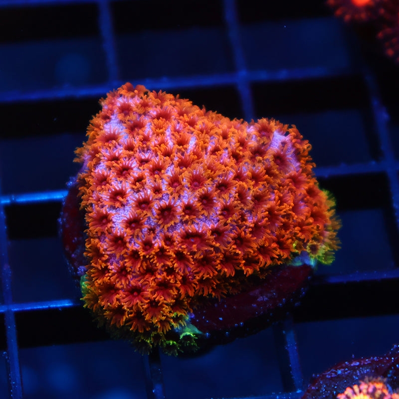Skittles Bomb Cyphastrea